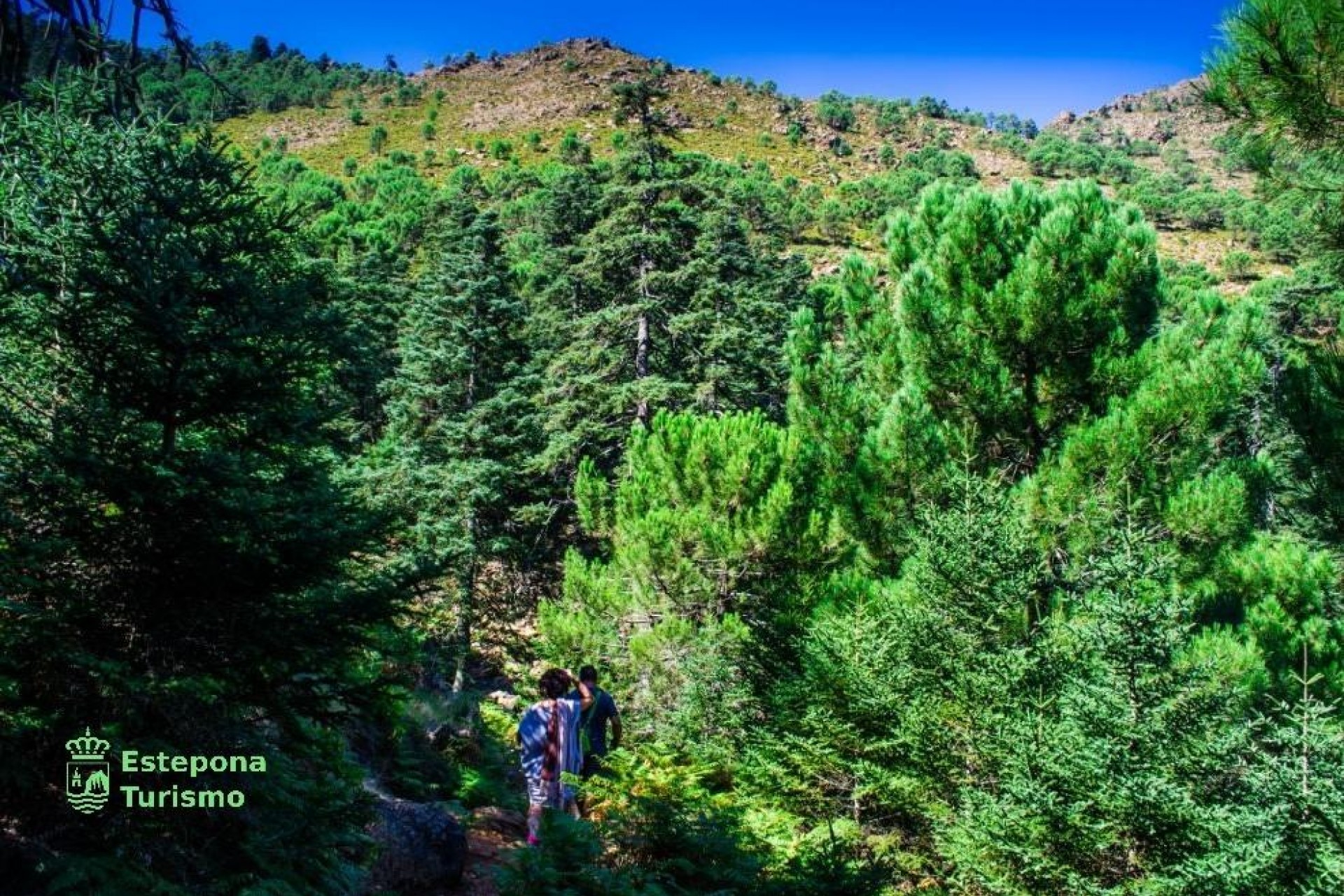 Nouvelle construction - Apartment -
Estepona