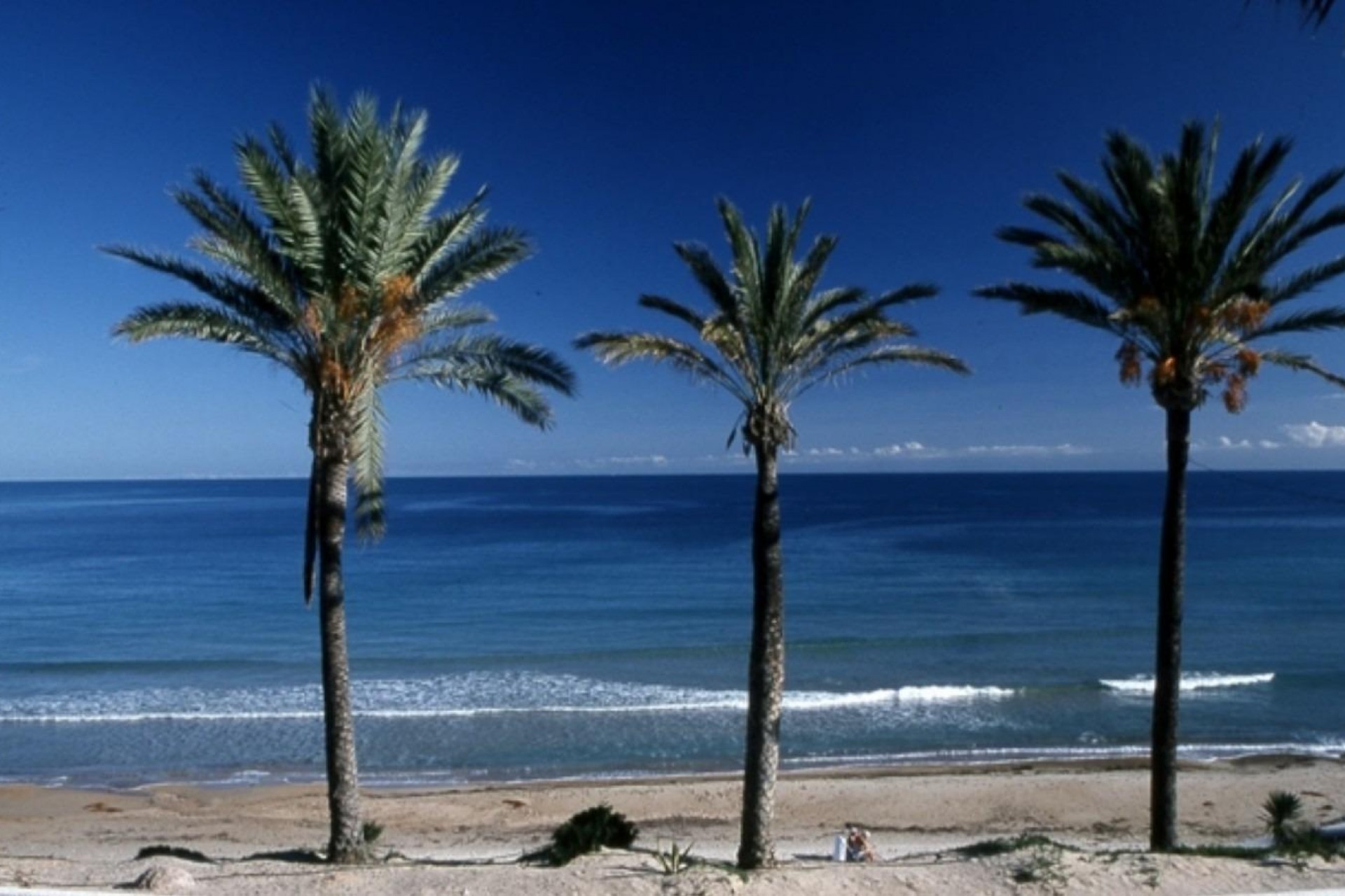 Nueva construcción  - Bungalow -
Pilar de la Horadada - Parque Ramon eugenio Escudero