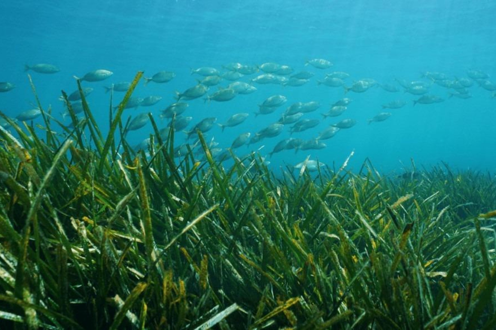 Nueva construcción  - Villa -
Benissa - Racó Del Galeno