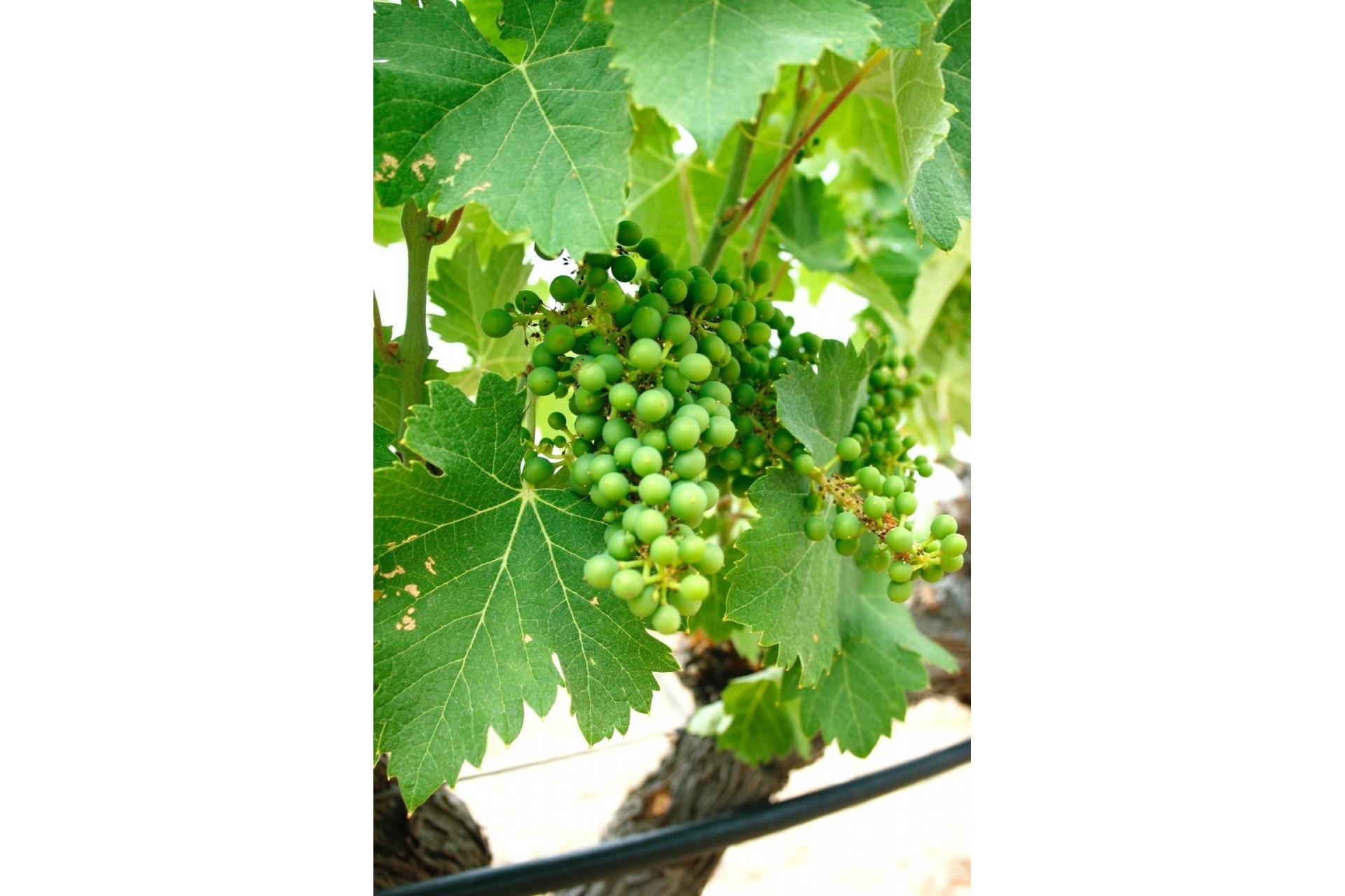 Nueva construcción  - Villa -
Yecla