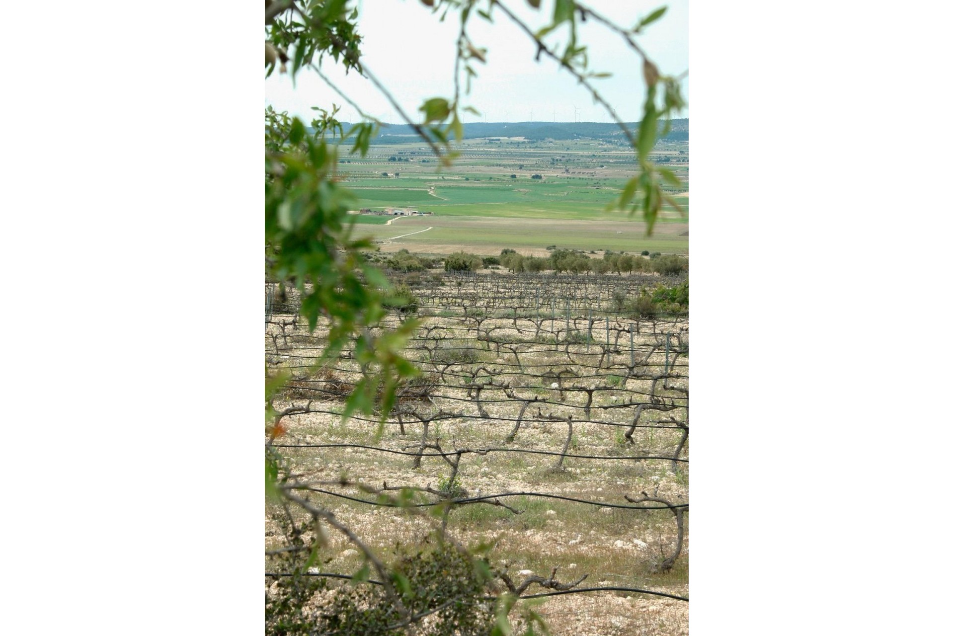 Nueva construcción  - Villa -
Yecla