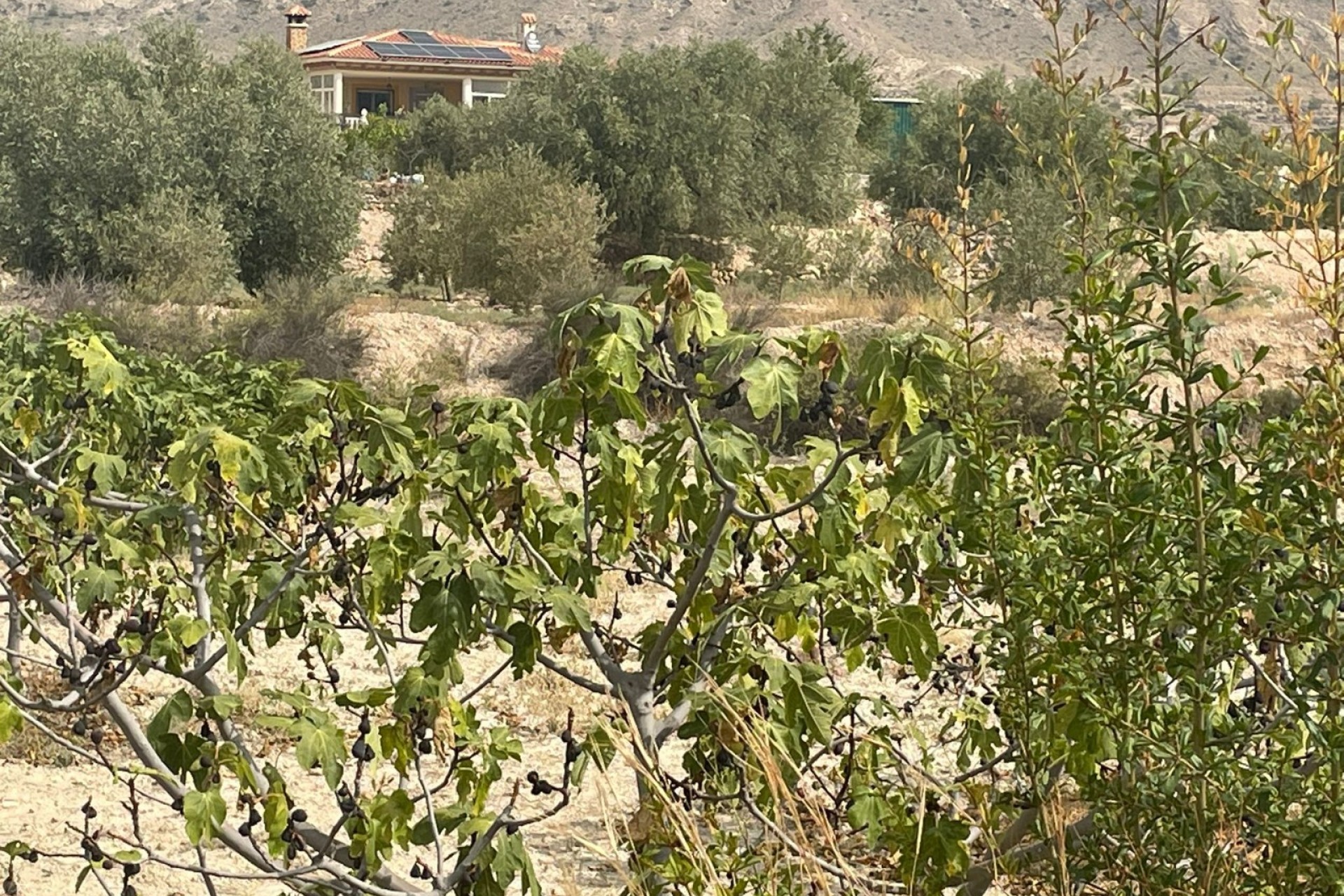Resale - Country House -
Abanilla