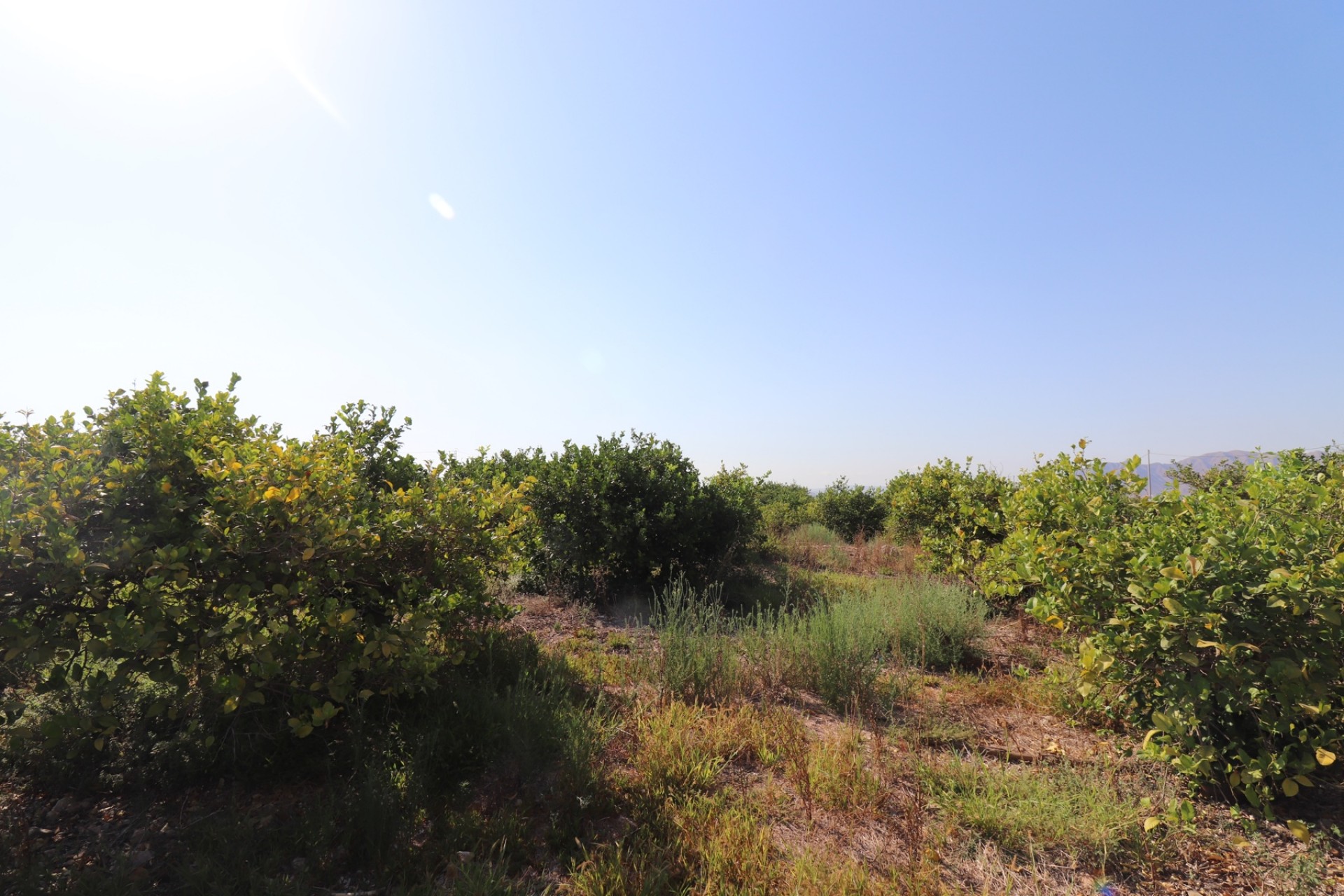 Resale - Country House -
Albatera