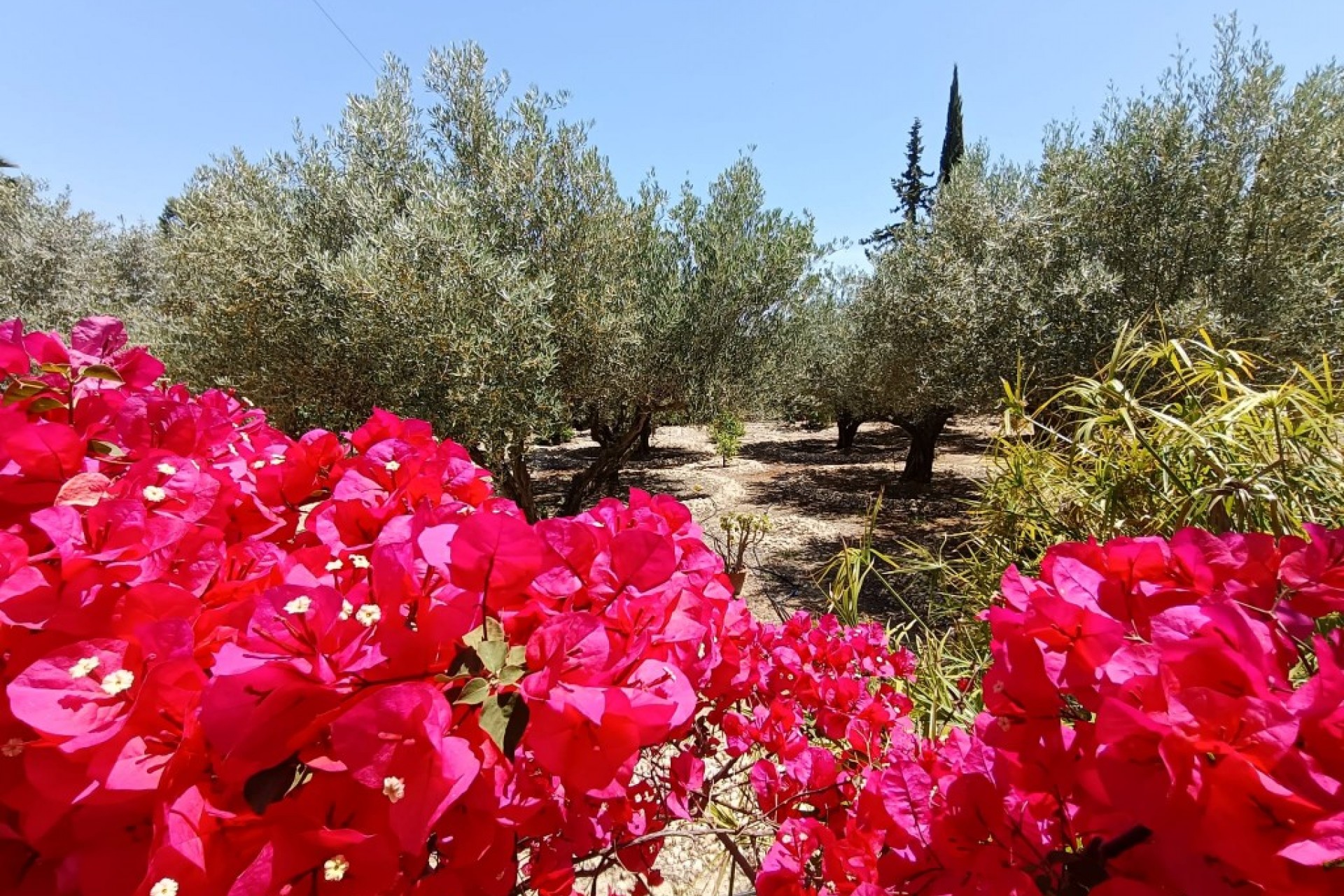 Resale - Country House -
Albatera