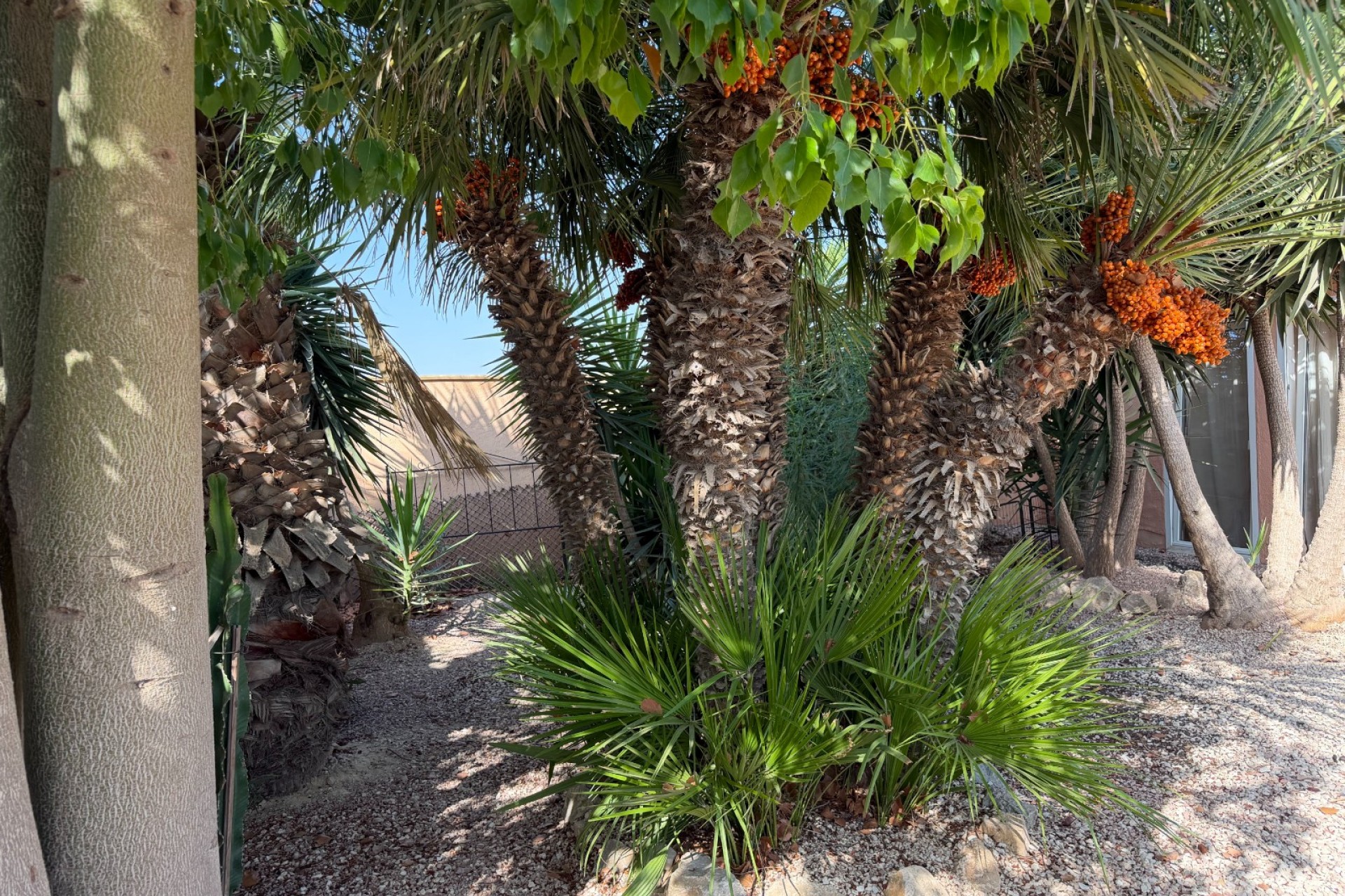 Reventa - Country House -
La Marina - Elche / Elx
