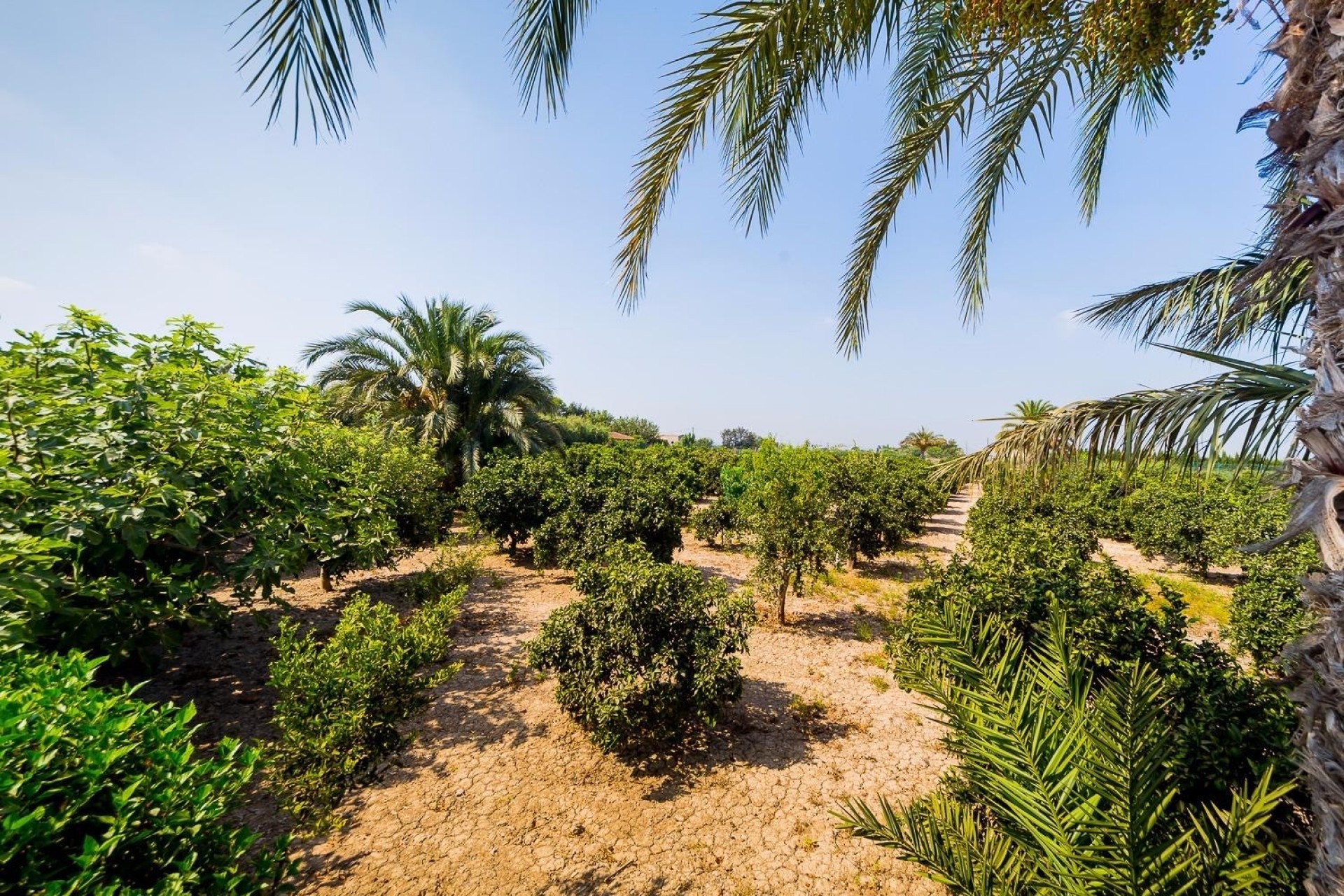 Reventa - Finca / Country Property -
Almoradí
