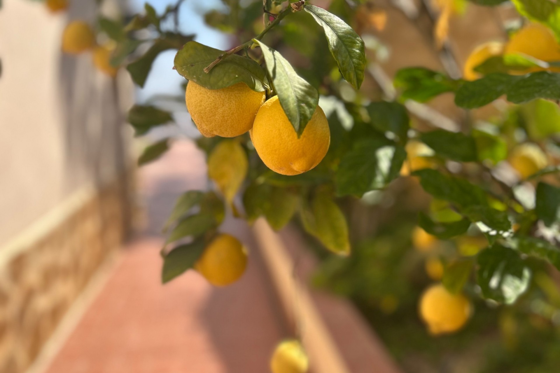 Reventa - Villa -
Algorfa - Lomas de Juliana