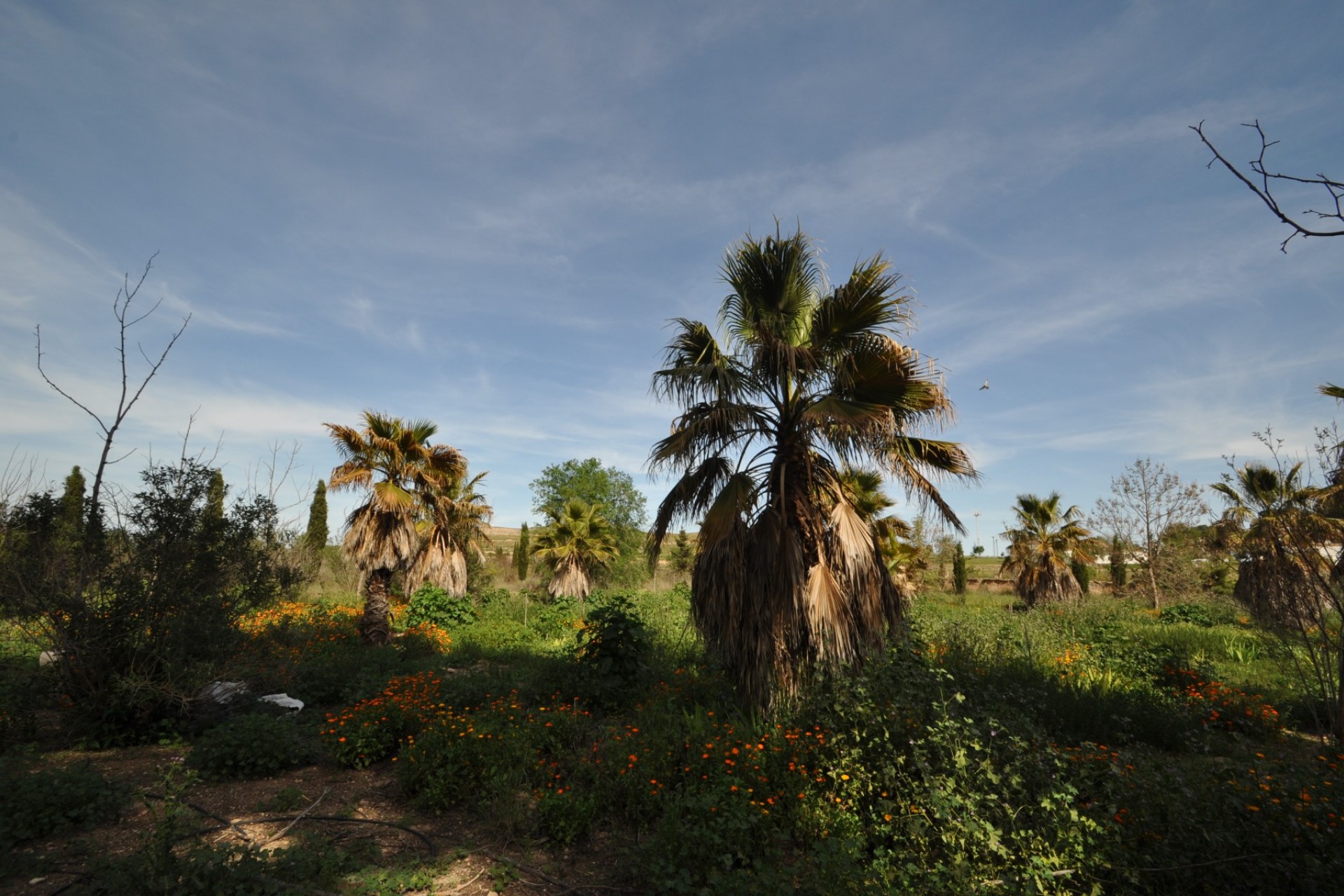 Revente - Country House -
Yecla - Inland