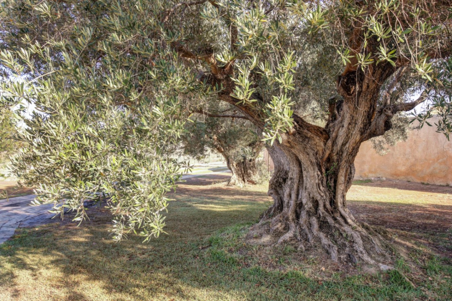 Revente - Finca -
Moraira - Campo