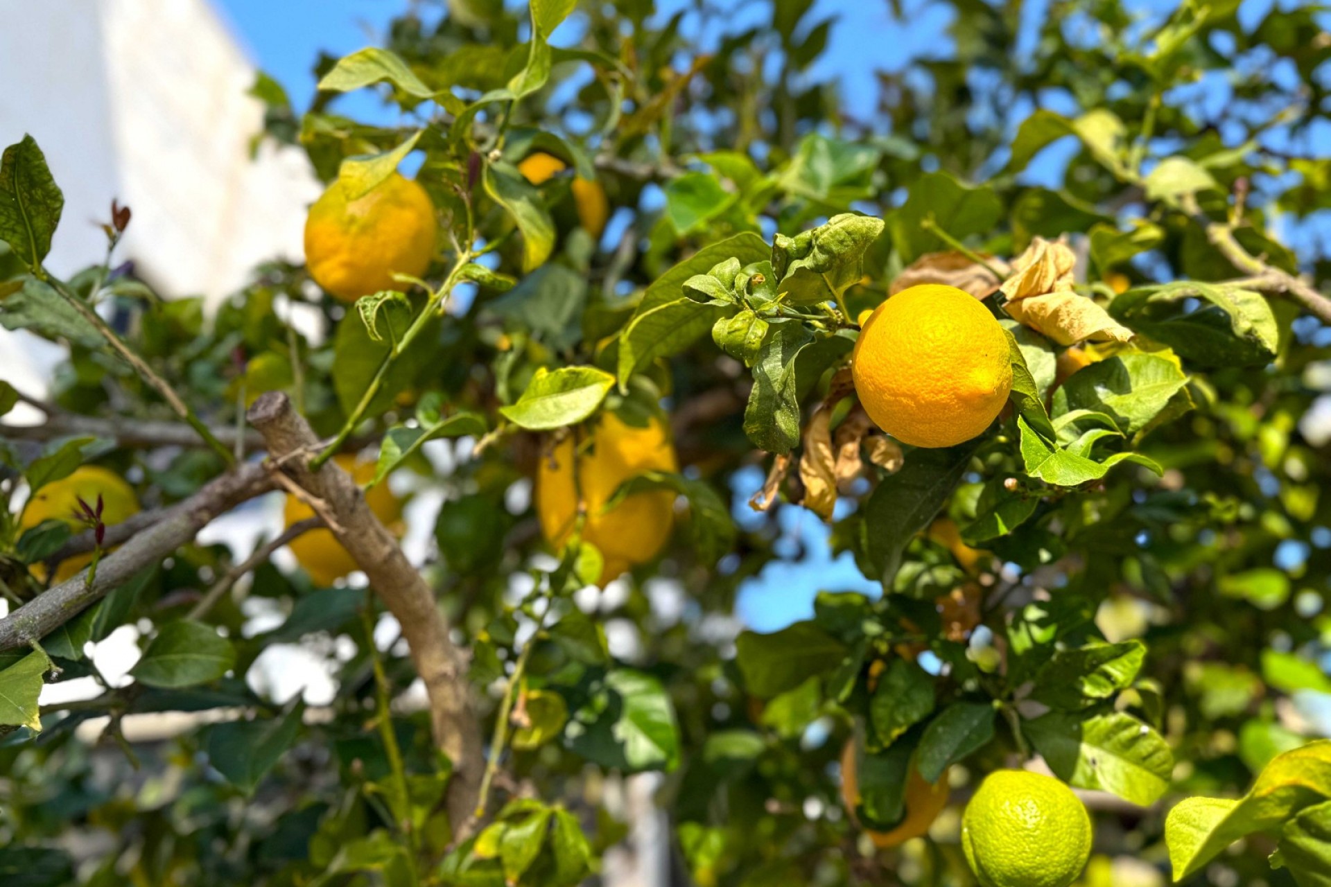 Revente - Villa -
Orihuela Costa - Villamartín