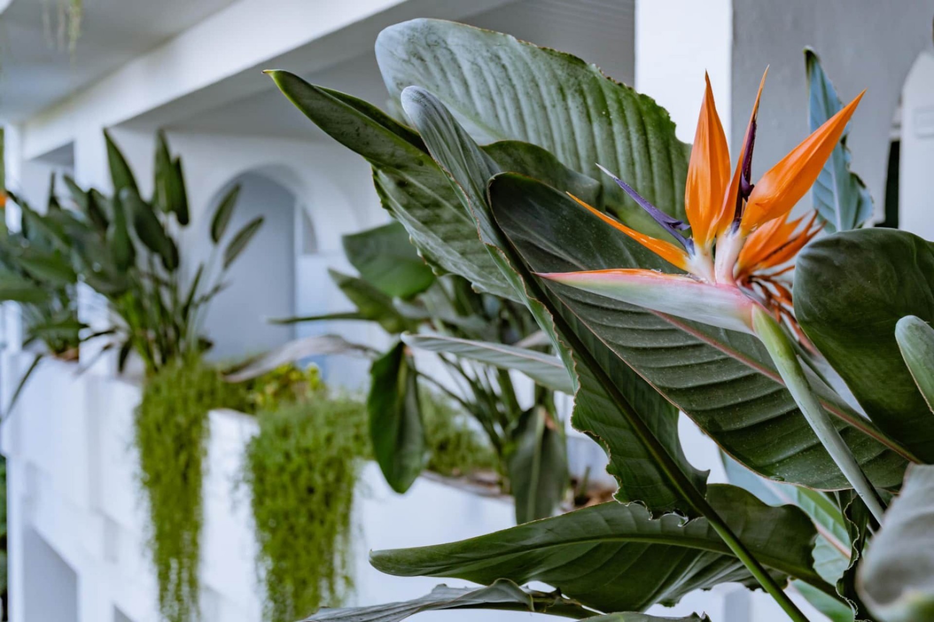 Wiederverkauf - Apartment -
Marbella - Los Monteros